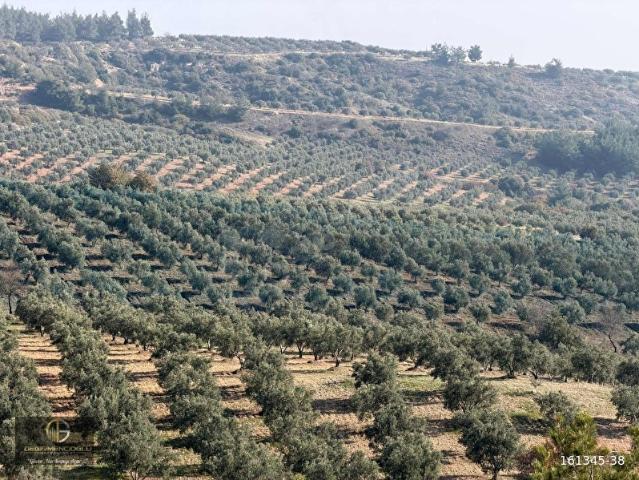Canbazlı Mahallesi, Ahmetli içerisinde satılık Arsa