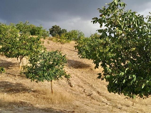 Demirci, Manisa içerisinde satılık Arsa