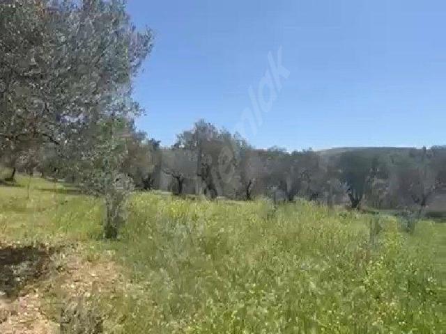 Kınık, Kırkağaç içerisinde satılık Arsa