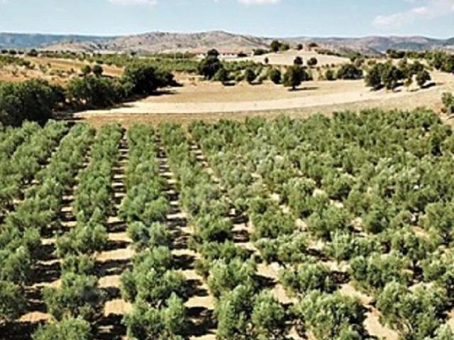 Tirkeş, Saruhanlı içerisinde satılık mülk
