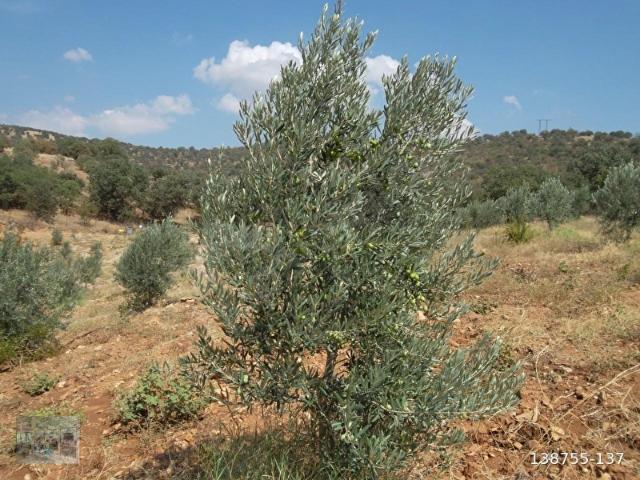 Salihli, Manisa içerisinde satılık mülk