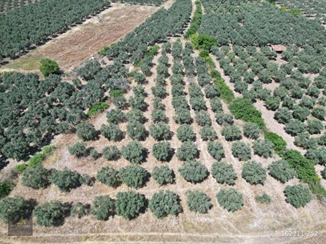 Kurtulmuş, Akhisar içerisinde satılık Arsa