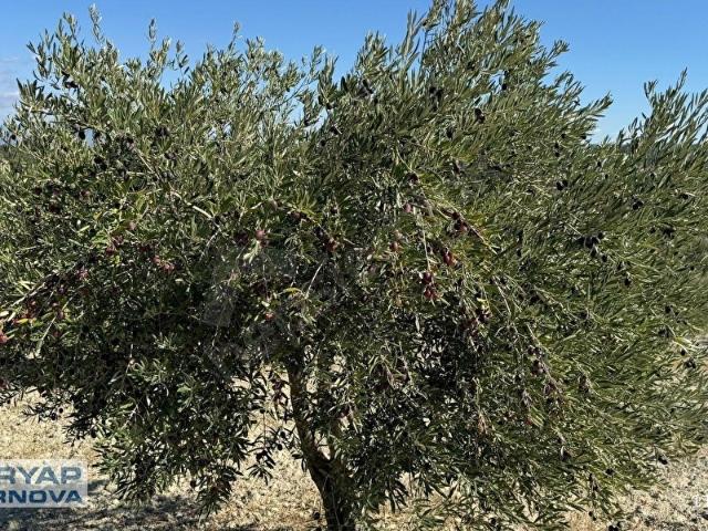 Gökçe, Saruhanlı içerisinde satılık Arsa