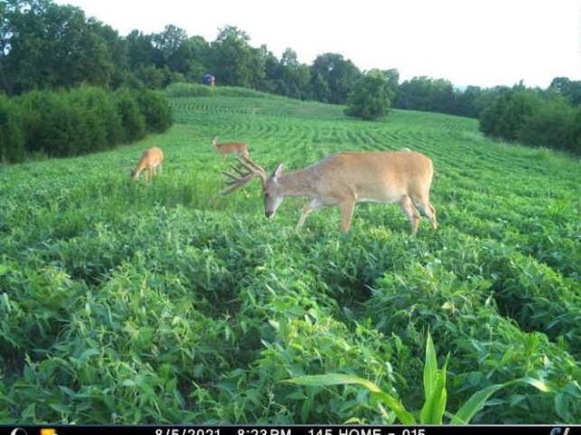 Farm for sale in Mount Olivet, Kentucky