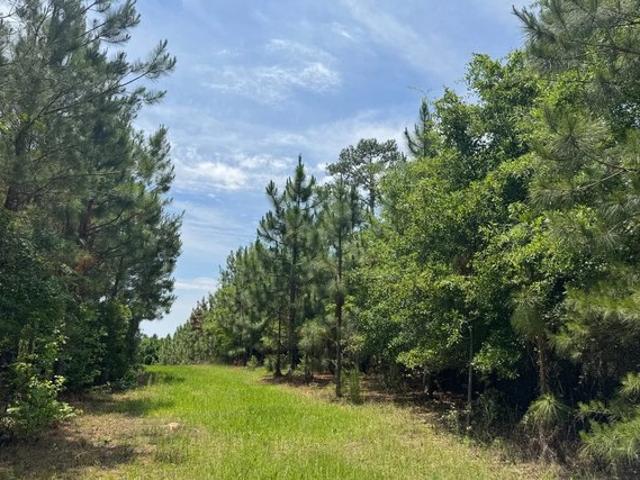 Land for sale in Clio, South Carolina