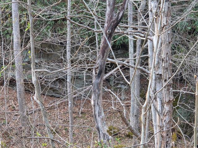 Land for sale in Louisa, Kentucky