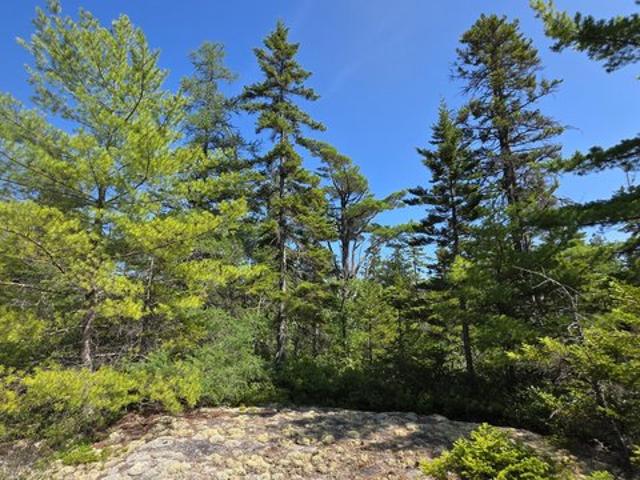 Land for sale in Jonesboro, Maine