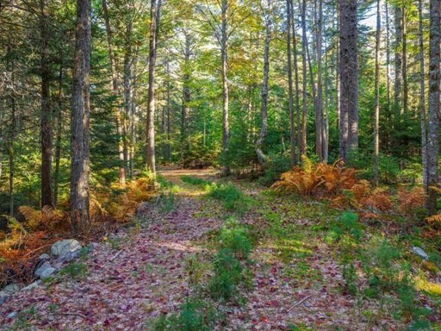 Land for sale in Surry, Hancock County
