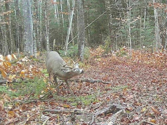 Land for sale in Michigan