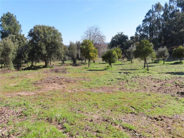 Quinta venda em Bairro do Barrocal, Castelo Branco