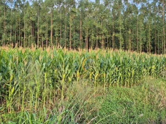 Sítio e chácara venda em Região Geográfica Imediata de Campo Mourão, Peabiru
