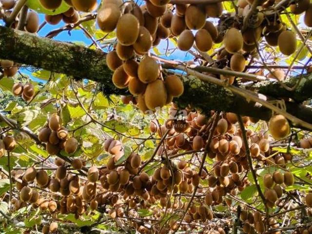 Sítio e chácara venda em Região Geográfica Imediata de Caxias do Sul, Canela