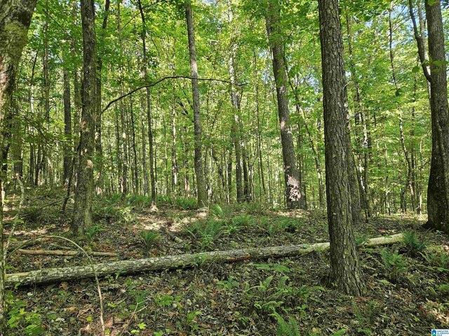 Land for sale in Springville, Alabama