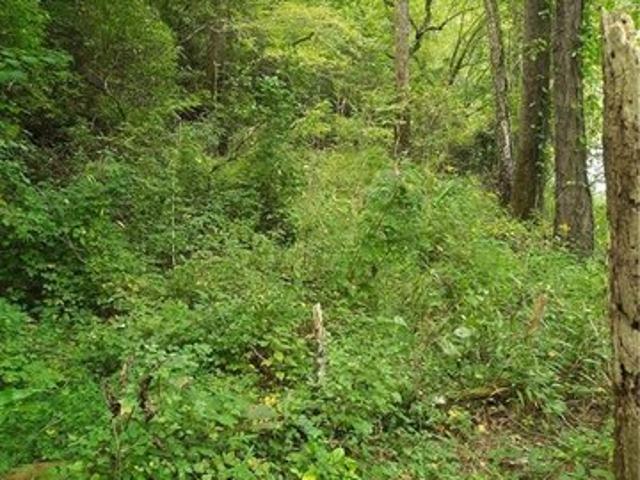 Land for sale in Pickens, Georgia