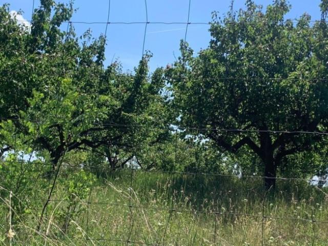 Landwirtschaft kaufen in Prottes, Niederösterreich