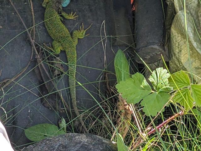 Grundstück kaufen in Weißenkirchen in der Wachau, Bezirk Krems