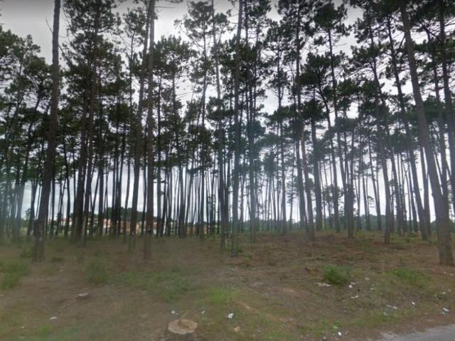 Terreno venda em Pero Neto, Marinha Grande