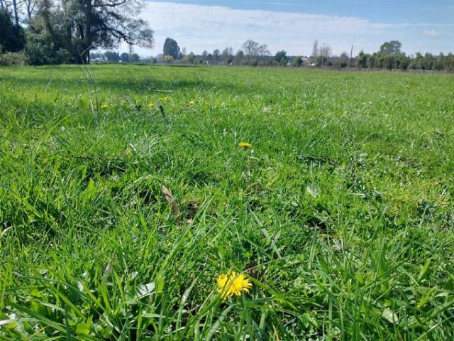 Mariquina, Cercano a Ciudad de Valdivia 74724