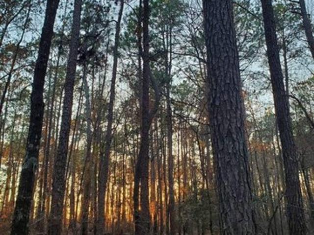 Land for sale in Dexter, Georgia