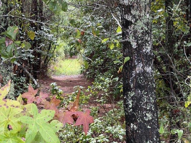 Land for sale in Ridgeville, Dorchester County