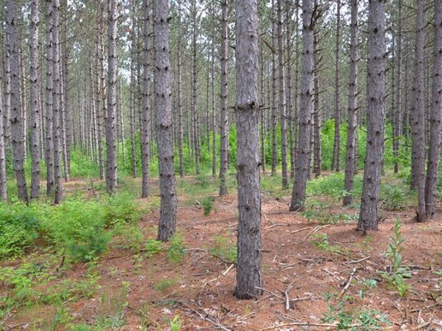 Land for sale in Fife Lake, Michigan