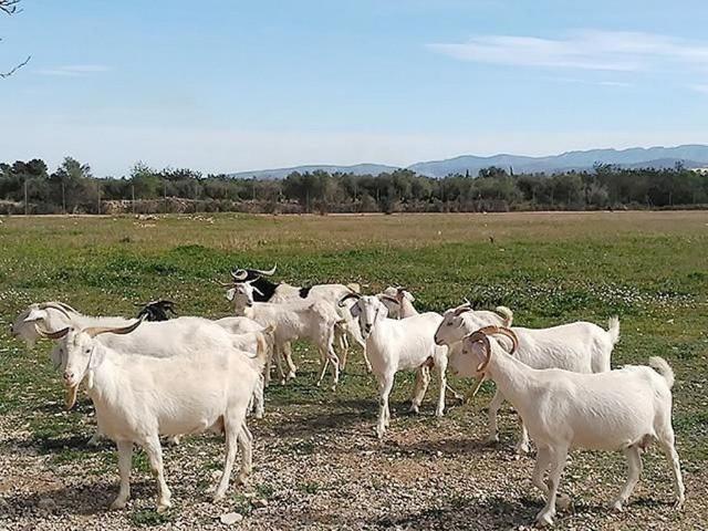 Casa Rural en venta en el Castell, Montsià