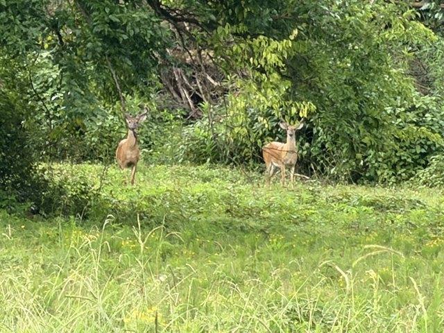 Land for sale in Tennessee