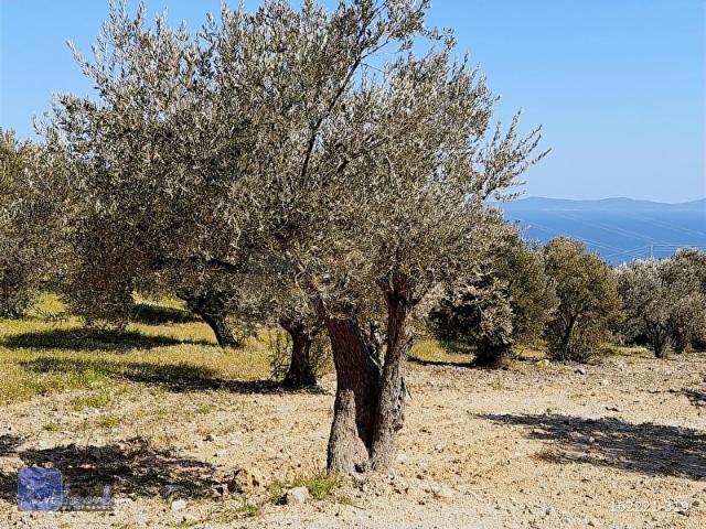 Karaburun, İzmir içerisinde satılık Arsa