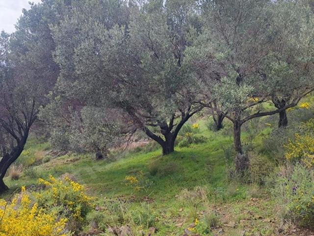 Karaburun, İzmir içerisinde satılık Arsa