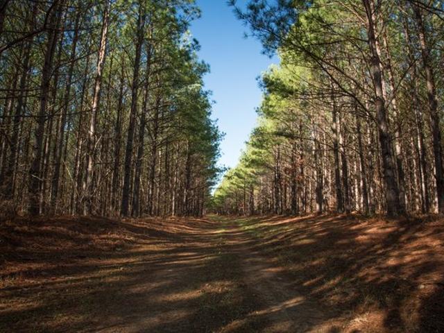 Land for sale in Centerville, Middle Tennessee