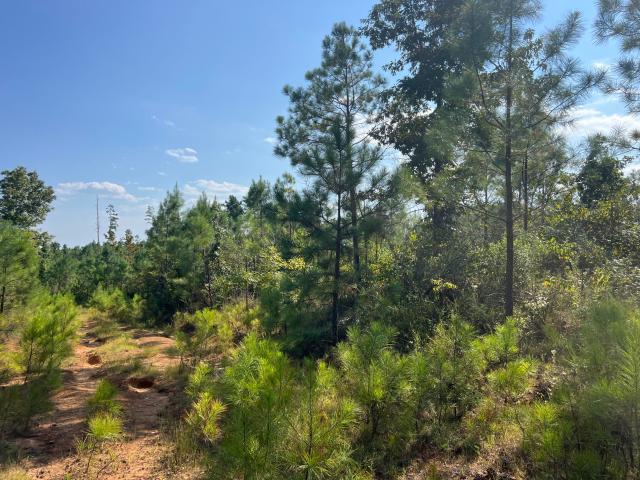 Land for sale in Ethel, Mississippi