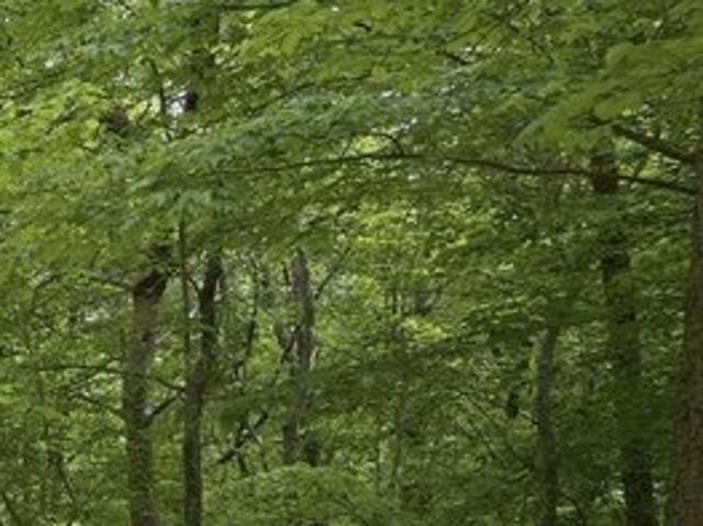 Land for sale in Menlo, Georgia