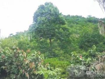 Por Motivo De Viaje Se Vende Terreno Agrícola Por Motivo De Viaje Se Vende Terreno Agrícola