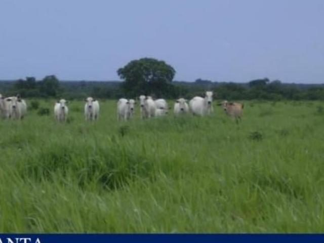 Sítio e chácara venda em Região Geográfica Imediata de Goiás - Itapuranga, Goiás