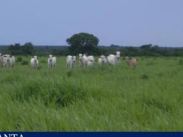 Sítio e chácara venda em Goiás, Região Geográfica Intermediária de Goiânia