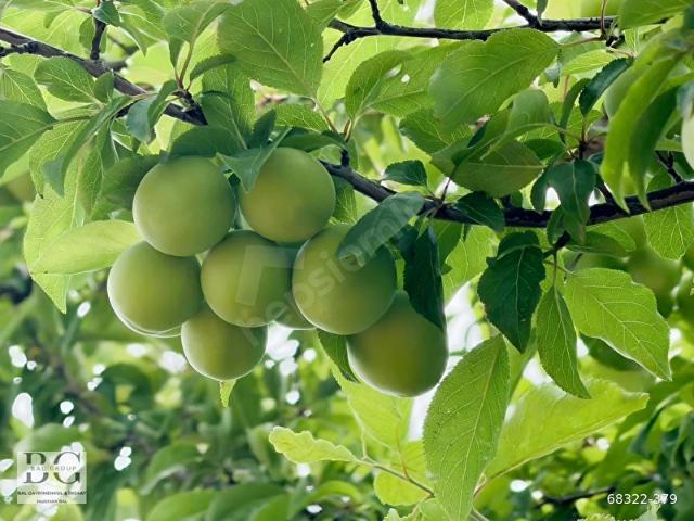 Menderes, İzmir içerisinde satılık mülk