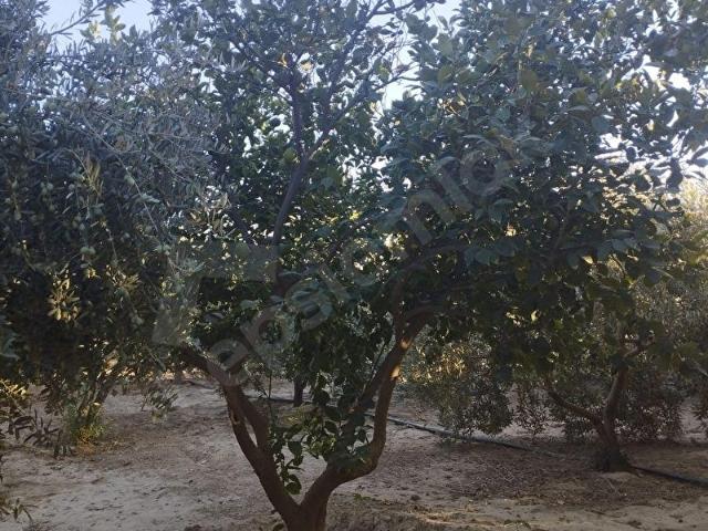 Menemen, İzmir içerisinde satılık Arsa