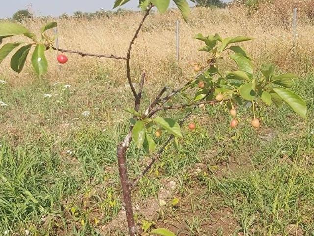 Menemen, İzmir içerisinde satılık Arsa