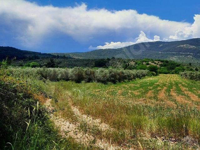 Muğla içerisinde satılık Arsa