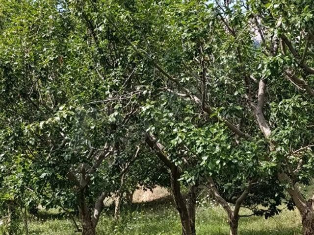 Toroslar, Mersin içerisinde satılık mülk