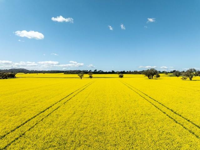 Cottage for sale in Henty, New South Wales