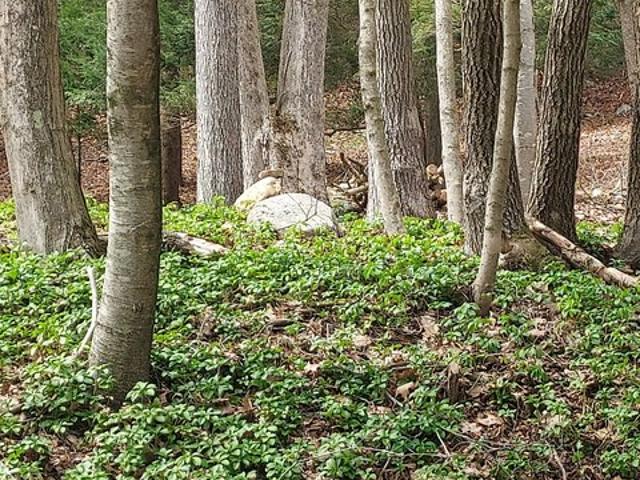 Land for sale in Coventry, Connecticut