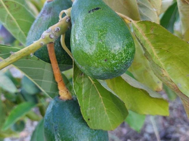Karadere, Anamur içerisinde satılık Arsa