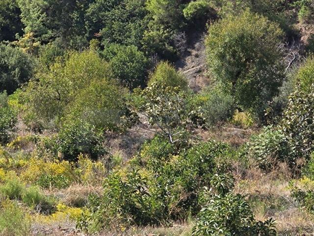 Anamur içerisinde satılık mülk