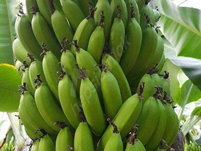 Anamur, Mersin içerisinde satılık mülk
