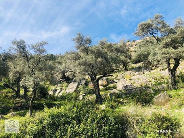Milas, Muğla içerisinde satılık mülk