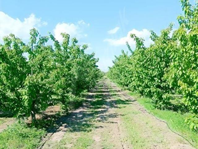 Yavşan Ovası, Sultandağı içerisinde satılık mülk