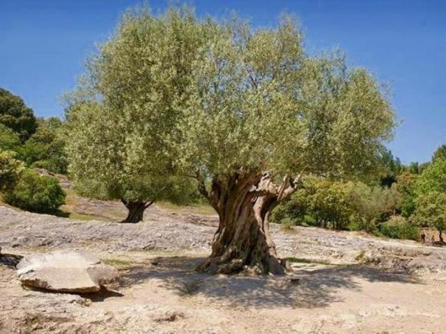 Terreno in vendita a Mezzane Di Sotto, Veneto