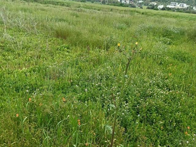 Dörttepe, Milas içerisinde satılık Arsa