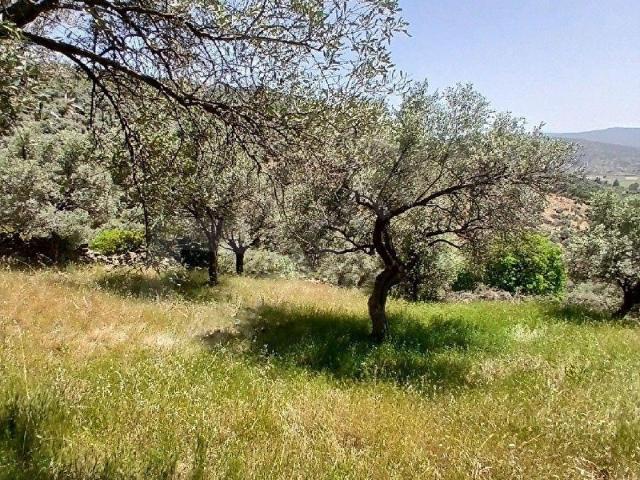 Milas, Muğla içerisinde satılık mülk